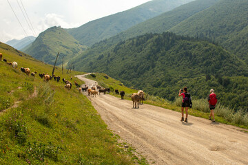 Female hikers taking photos of herd of cows walking in the Caucasus mountain range, arriving in the town of Ushguli. Mestia-Ushguli trekking trail, Georgia.  - Powered by Adobe