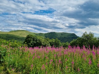 flowers in the mountains