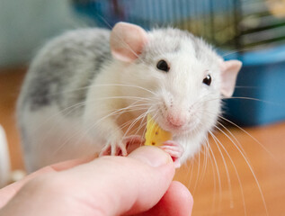 The rat takes the food out of man hand