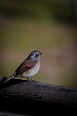 Fototapeta premium Gorrión Chileno