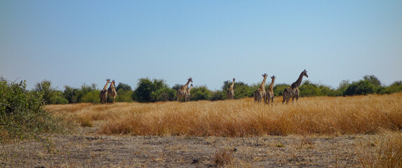 Chobe National Park. Botswana 