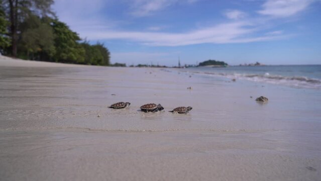 Baby Loggerhead sea turtle crawling on the beach, Belitung Island