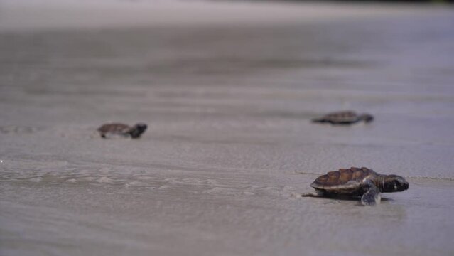 Baby Loggerhead sea turtle crawling on the beach, Belitung Island