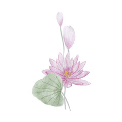 Lotus water lily, placard. Watercolor illustration.