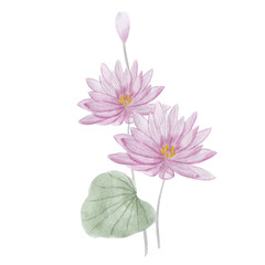 Lotus water lily, placard. Watercolor illustration.