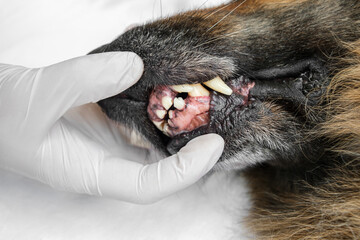 Veterinarian in medical gloves checking old German Shepherd dog's teeth. Close up.
