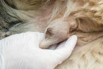 Close up of a cancerous tumor in a dog, breast cancer, oncology. Doctor's hand in a white medical...