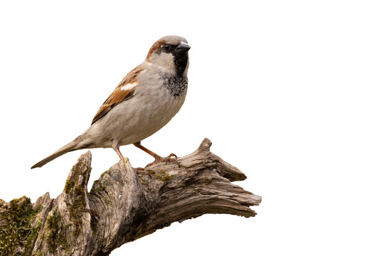 House sparrow, passer domesticus, sitting on wood isolated on white background. Brown and white bird looking on branch cut out on blank. Little featered animal observing on tree.