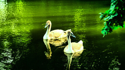 łabędzie © Bartosz