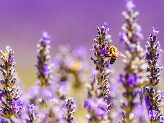 Lavender flower with bee, Provence France