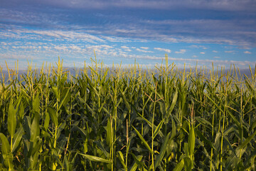 corn on blue sky cornfield agriculture fresh food organic harvesting