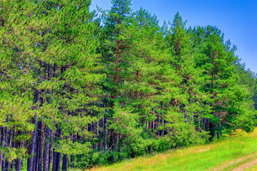 Pine trees forest during summer day in Zlatibor, Serbia.