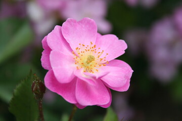 Rosa