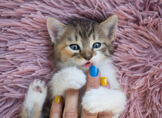 cute white-brown kitten lies on her back on a pink soft pillow. A woman's hand with painted...