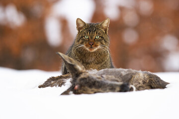 European wildcat, felis silvestris, eating dead prey on snow in winter. Brown mammal looking to the camera behind the killed hind. Predator devouring animal on snowy meadow. © WildMedia