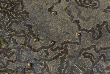 small sea snails with trails 