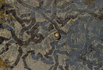 Sea snail with trails