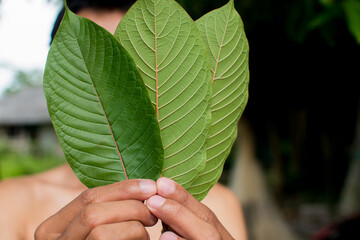 front and back of Kratom leaf(Mitragyna speciosa) Mitragynine. Drugs and Narcotics.Kratom is Thai herbal which encourage health.