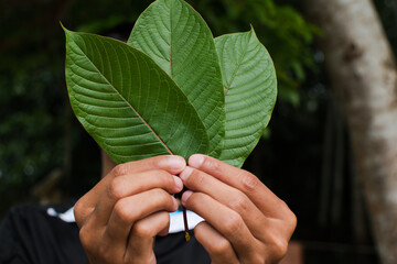 front and back of Kratom leaf(Mitragyna speciosa) Mitragynine. Drugs and Narcotics.Kratom is Thai herbal which encourage health.