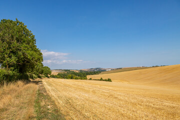 Fototapeta na wymiar Farmland in the South Downs during a hot and dry summer, with a blue sky overhead