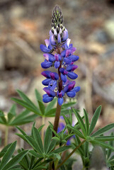 closeup of lupine blossom