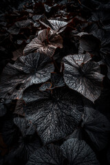 Begonia for background in dark tone