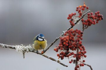 Herrerillo Cyanistes caeruleus