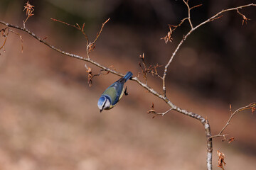 Herrerillo Cyanistes caeruleus