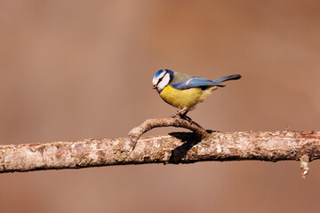 Herrerillo Cyanistes caeruleus