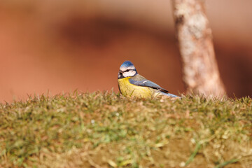 Herrerillo Cyanistes caeruleus