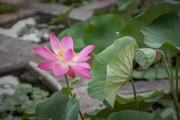 Lotus flowers and leaves in Boboli garden, Florence 