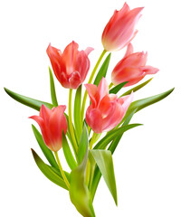 Pink tulips bouquet