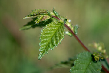 The young green leaves of the tree are the background of nature.