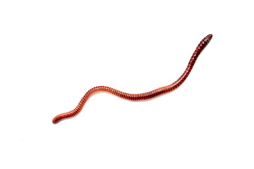 Earthworms on a white background.