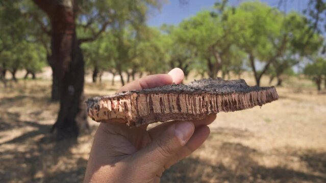 Cork tree garden (cork oak) is a long-standing business in parts of Portugal, element of cork tree bark in the foreground.
