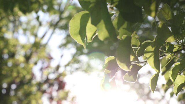 Earth day concept video. Leaves and sunlight. Nature or carbon neutrality video. Windy weather and trees in close up view.