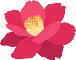 Pink camellia flower hand drawn illustration.
