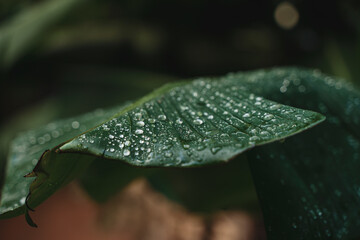 Hoja con gotas de lluvia 