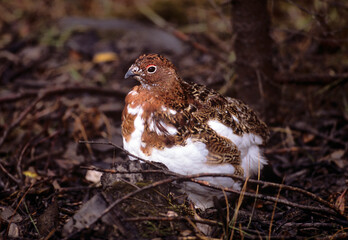 willow ptarmigan on ground 