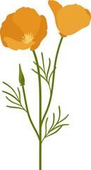 Orange california poppy flower hand drawn illustration.