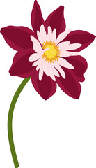 Dark pink dahlia flower hand drawn illustration.