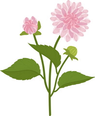 Pink dahlia flower hand drawn illustration.