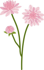 Pink dahlia flower hand drawn illustration.