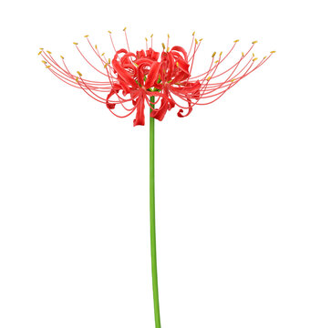 曼珠沙華」の写真素材 | 43,557件の無料イラスト画像 | Adobe Stock