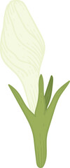 White Gardenia flower hand drawn illustration.