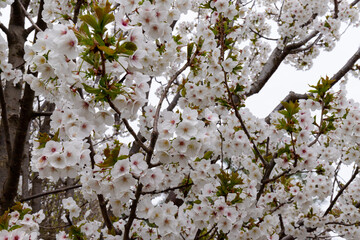 Fototapeta premium Sakura, cherry blossom in the spring season in the park.