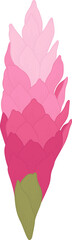 Pink ginger flower hand drawn illustration.