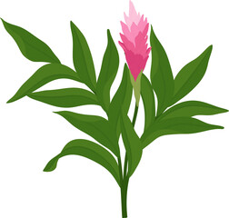 Pink ginger flower hand drawn illustration.