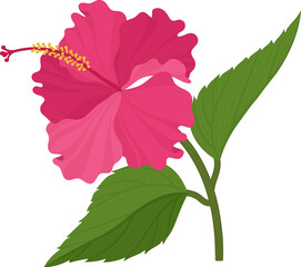 Pink Hibiscus flower hand drawn illustration.
