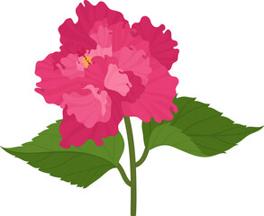 Pink Hibiscus flower hand drawn illustration.